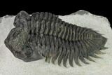Coltraneia Trilobite Fossil - Huge Faceted Eyes #154339-3